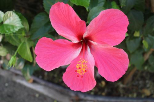a pink flower in front of a plant at Beautiful & Cozy Studio in Akumal Paradise-Wifi, AC in Akumal