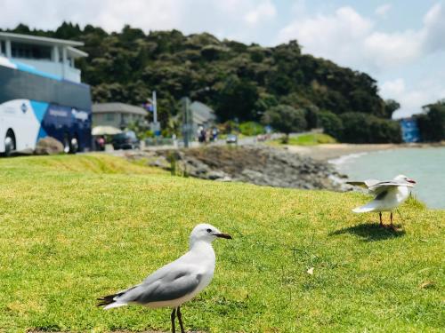 two birds standing on the grass near the beach at Bounty Motel in Paihia