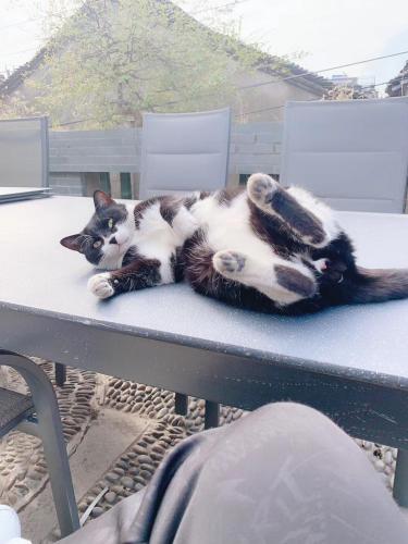 a black and white cat laying on a table at Suzhou Jade Snow Lodge in Suzhou