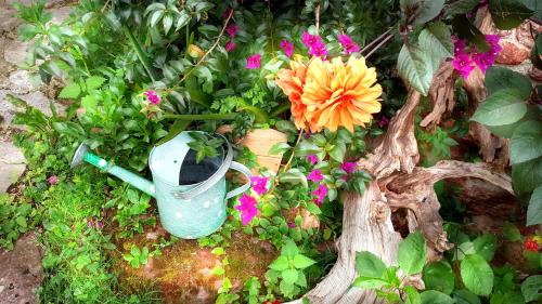 una flor y una lata de agua en un jardín en Apartamentos Villar, en Villar