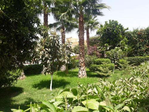 a garden with palm trees and lush green plants at Almounia Hotel & Spa in Taroudant