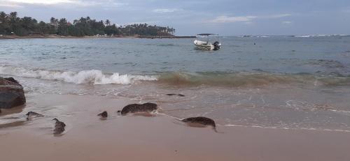 a group of birds on the beach with a boat at Bisandu guesthouse in Mirissa