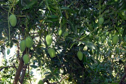 a bunch of green fruit hanging from a tree at Jungle Garden Villa in Mayong