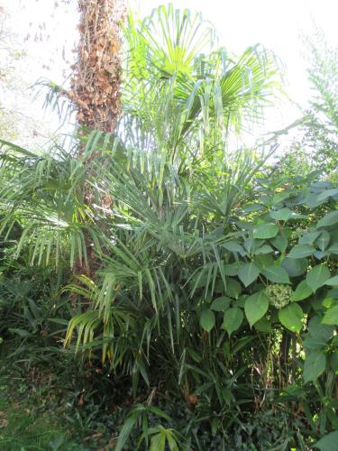 a group of palm trees and plants next to a tree at Gîte Habas in Habas