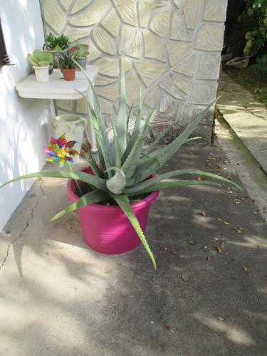 a plant in a pink pot next to a wall at Gîte Habas in Habas