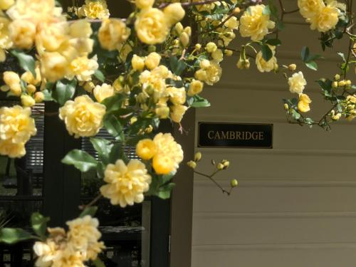 a bunch of yellow flowers in front of a door at Pinot Villas in Martinborough 