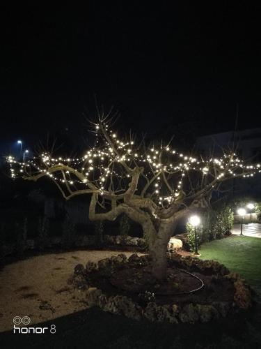 a tree with lights on it at night at B&b I Trulli dei Desideri in Alberobello