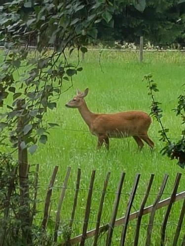 a deer standing in a field of grass at Jungholz Chalet 65 in Jungholz