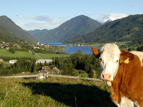 a brown and white cow standing on top of a hill at Ferienhaus Ball - Kometterhof in Hermagor