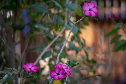 a group of pink flowers in front of a fence at Gil's Guest Rooms in Neve Zohar