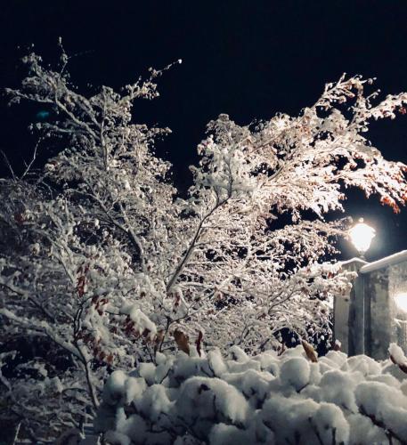 a tree covered in snow next to a street light at Lakeside Lodge and Suites in Chelan