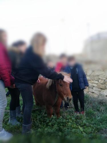 Άλλα ζώα σε αυτή η εξοχική κατοικία ή στη γύρω περιοχή