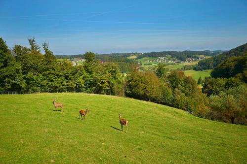 three deer standing in a field of green grass at Farmhouse Lipoglav in Loče pri Poljčanah