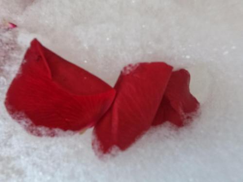 a red flower laying in the snow at Blue Lagoon Village in Gazipasa