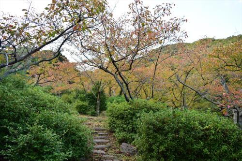 a path in the middle of a forest with trees at Sea Tiger Island Inn Shodoshima in Shodoshima