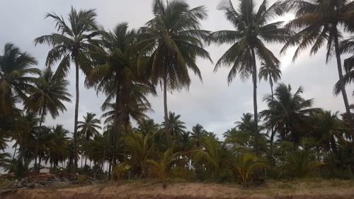 a group of palm trees on the beach at Vila Lua de Taipu - Taipu de Fora in Barra Grande