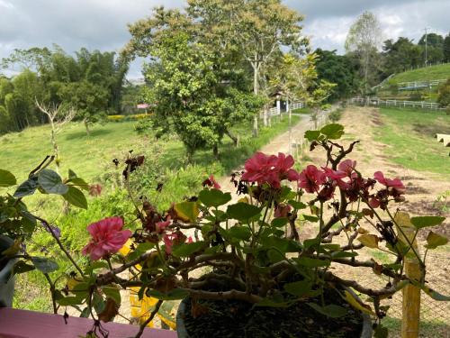 a potted plant sitting on a window sill next to a field at ALOJAMIENTO MI TESORITO in Filandia