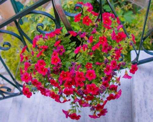 a bunch of red flowers in a hanging basket at Flowers studios in Benitses