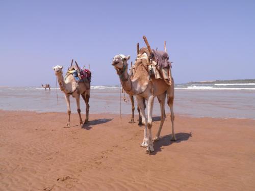 a group of four camels walking on the beach at La Maison des Artistes in Essaouira