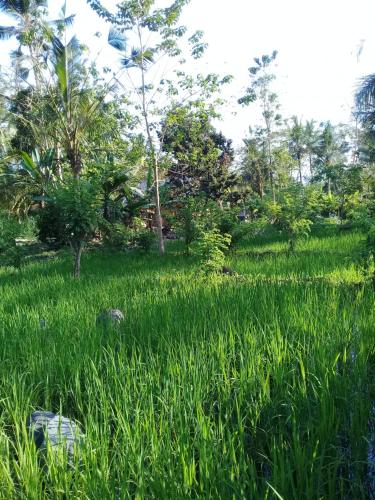 a field of tall green grass with trees in the background at Loka Amertha in Sidemen