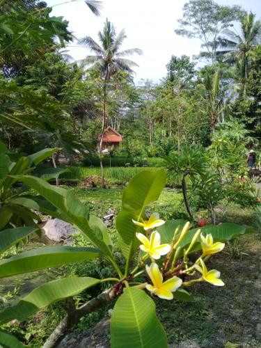 a tree with yellow flowers in a garden at Loka Amertha in Sidemen