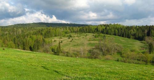 a green field with trees on a hill at Полонянка in Bukovinka