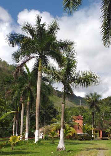 a group of palm trees in a field with a house at Paraiso Inn in Satipo