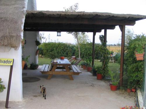 a cat standing in a patio with a picnic table at La Barraca d'en Salvador in Deltebre