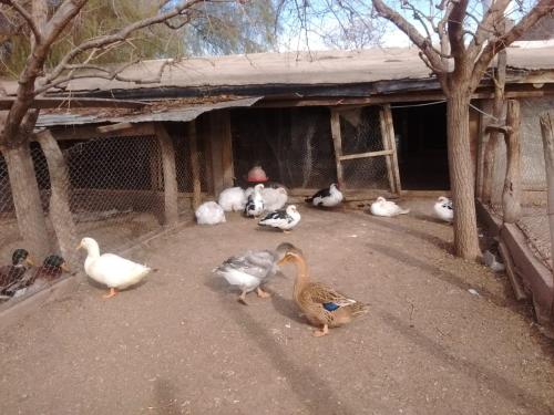 a group of ducks walking around in front of a building at La Finca in San Rafael