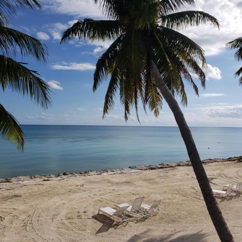 two beach chairs and a palm tree on a beach at Rainbow Bend Resort in Marathon