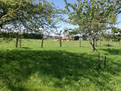 a field of grass with trees and cows in the distance at Casa El Prado de la Romia in Argüero