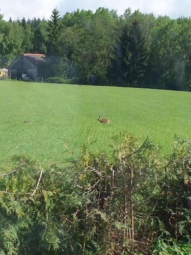 a dog laying in a field of green grass at Ferienhaus Peter in Dietmanns bei Waidhofen