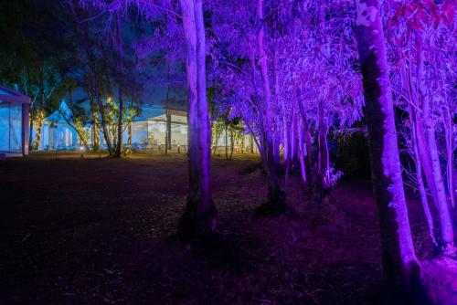 a group of purple trees in a yard at night at Hotel Balneario El Raposo in Puebla de Sancho Pérez