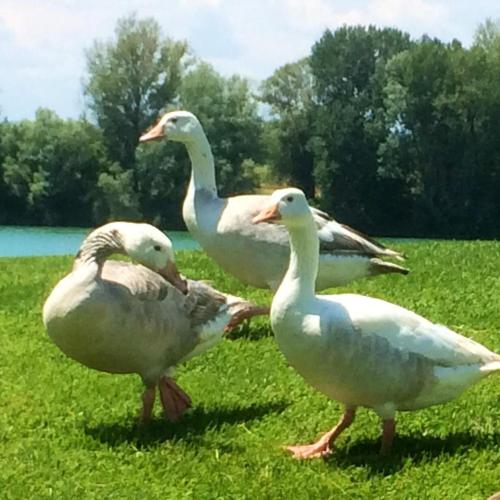 three ducks standing in the grass in a field at B&B Hole6 in Castenaso