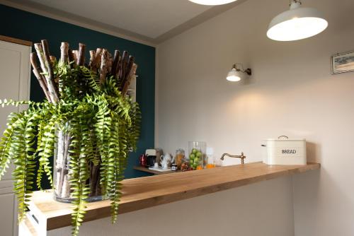 a plant sitting on a shelf in a kitchen at Appartamento Nonno Trulli in Stabbia