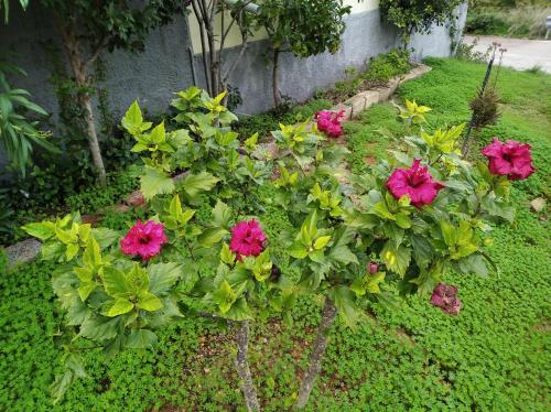 a group of pink flowers in a garden at Evgenia Rooms in Skala