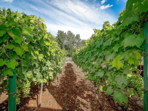 a row of green vines in a vineyard at Holiday Home Mila by Interhome in Kras