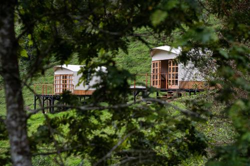 two houses in a field with trees in the foreground at Birdglamping Los Arboles Glamping Hotel in Salento