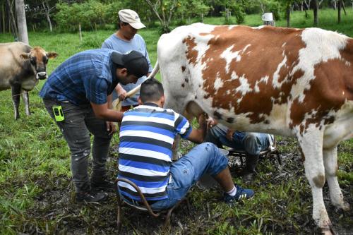 a group of men milking a brown and white cow at Green Hostal Popayan in Popayan