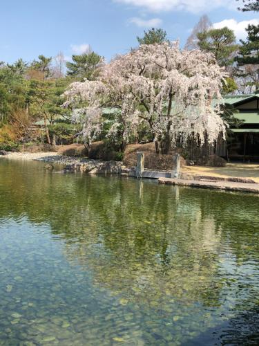 a tree with white blossoms is reflected in the water at Cozy house 8, free wifi a rented electric bicycle in Kyoto