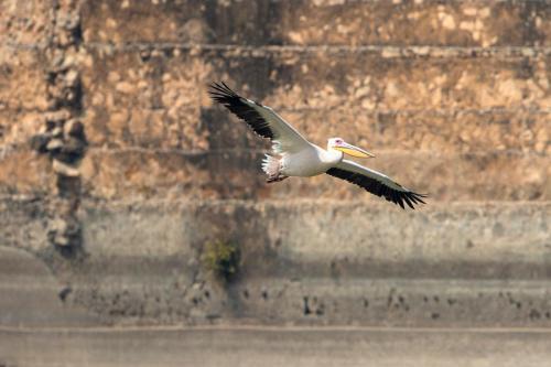 a bird flying in front of a wall at RAAS Chhatrasagar, Nimaj, District Pali in Pāli