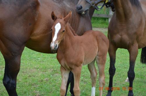 a baby horse standing next to a large horse at Les granges du chiron in La Garnache