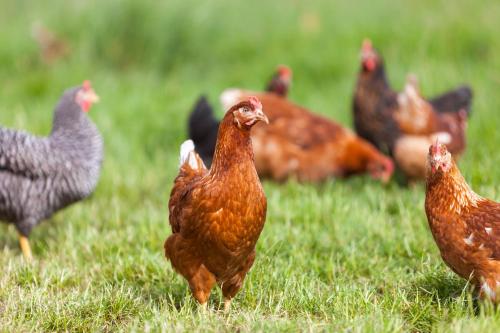 a group of chickens standing in the grass at Ferienwohnungen Landgasthaus Janshen in Ellscheid