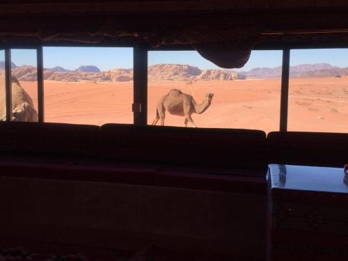 a camel walking in the desert near a building at Wadi Rum Desert Adventures in Wadi Rum