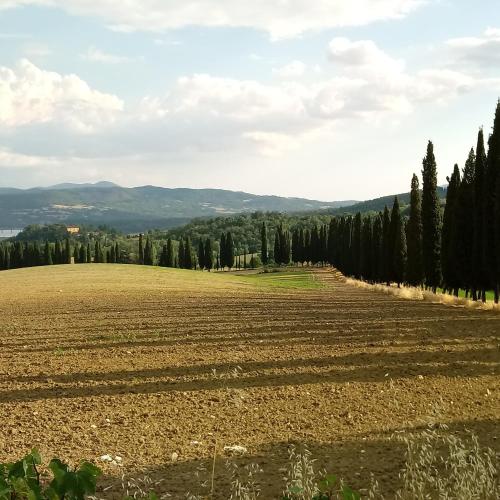 a large field with trees in the background at Il Marrondindo Bed & Breakfast in Galliano