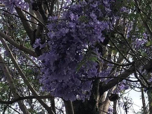 Jardín al aire libre en El Jacarandá, relax, en Chascomús