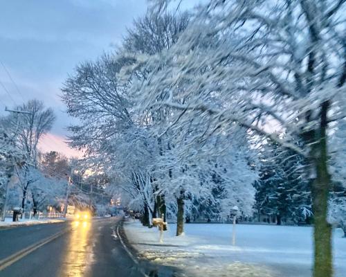a tree covered in snow on a city street at Clear Pond Getaway in Plymouth