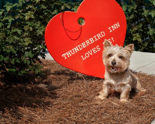 a small dog sitting in front of a heart at The Thunderbird Inn in Savannah