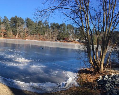 a tree sitting in the middle of a frozen lake at Clear Pond Suite in Plymouth
