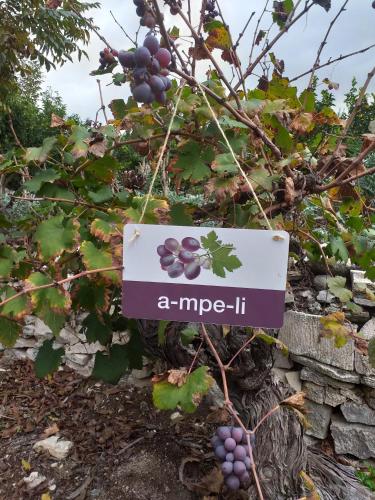a sign that reads a grape ii hanging from a tree at Kalypso View Apartments in Letimbou